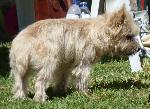 Cães