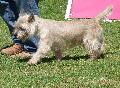 Cairn Terrier