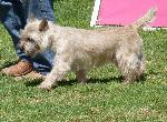 Cairn Terrier