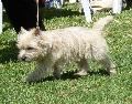 Cairn Terrier