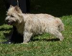 Cães