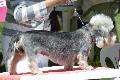 Dandie Dinmont Terrier