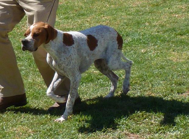 Pointer