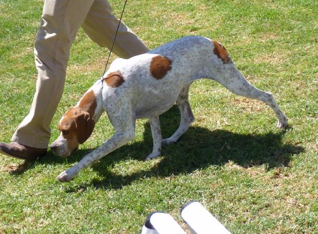 Pointer