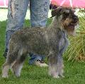 Schnauzer Médio