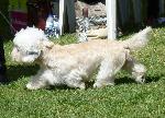 Cães