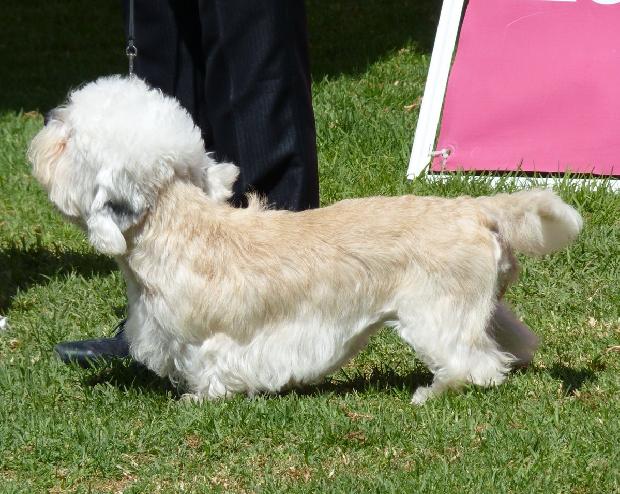 Dandie Dinmont Terrier
