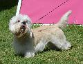 Dandie Dinmont Terrier