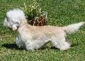 Dandie Dinmont Terrier