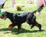Cães