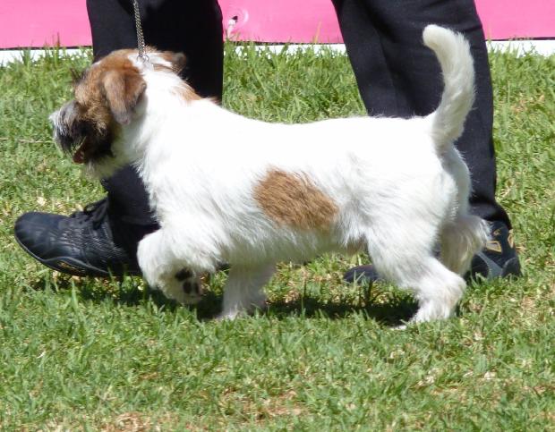 Jack Russel Terrier