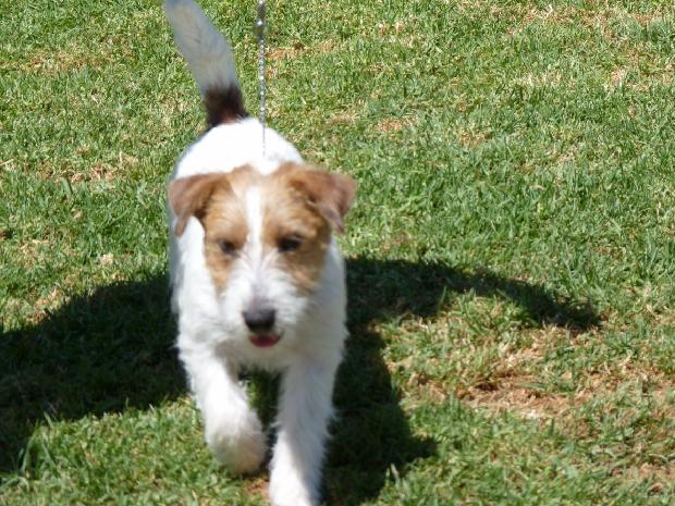 Jack Russel Terrier