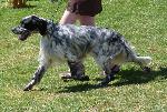 Cães