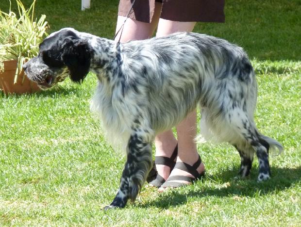 Setter Inglês