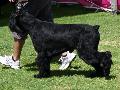Schnauzer Gigante Preto