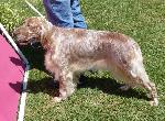 Cães