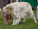 Cães