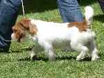 Cães