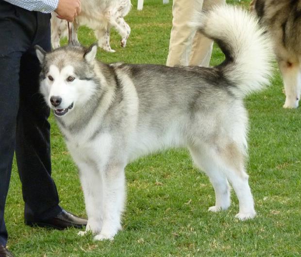 Alaskan Malamute
