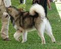 Alaskan Malamute