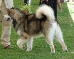 Cães