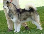 Alaskan Malamute