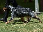 Cães