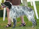 Cães