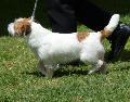 Jack Russel Terrier