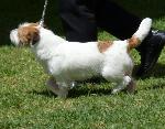 Cães