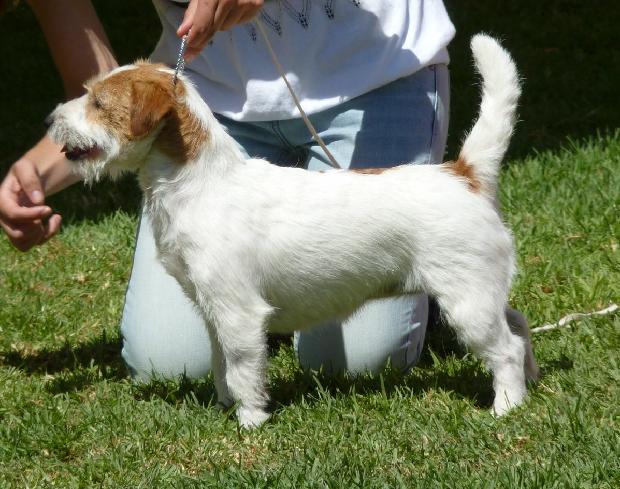 Jack Russel Terrier