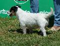 Jack Russel Terrier
