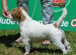 Cães
