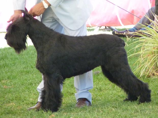 Schnauzer Gigante Preto