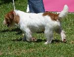 Cães