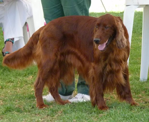 Setter Irlandês Vermelho