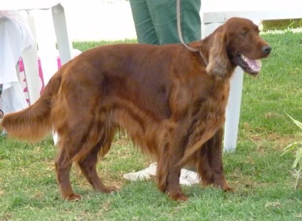 Setter Irlandês Vermelho