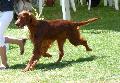 Setter Irlandês Vermelho