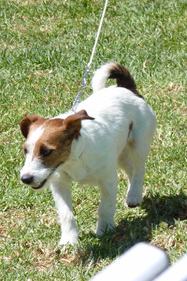 Jack Russel Terrier