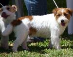 Cães