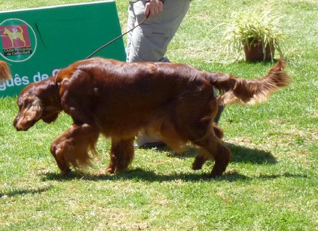 Setter Irlandês Vermelho