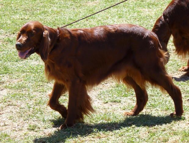 Setter Irlandês Vermelho