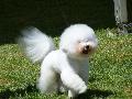 Bichon Frisé