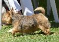 Norwich Terrier