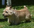 Norwich Terrier