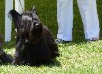 Cães