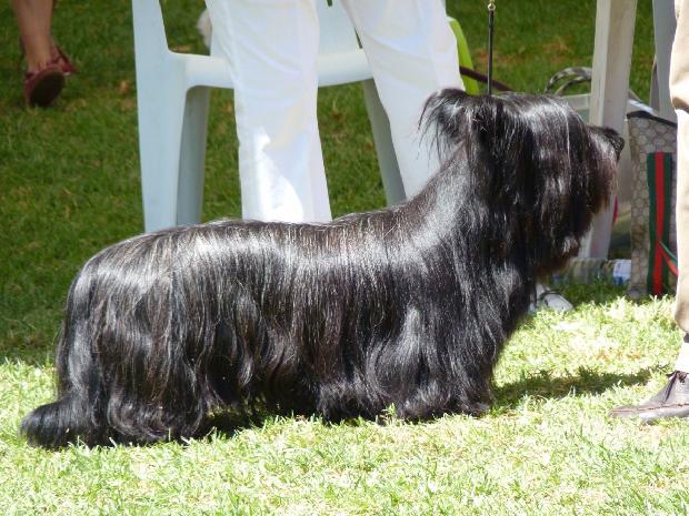 Skye Terrier
