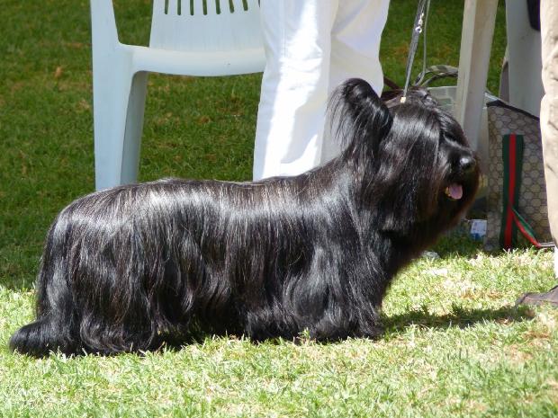 Skye Terrier