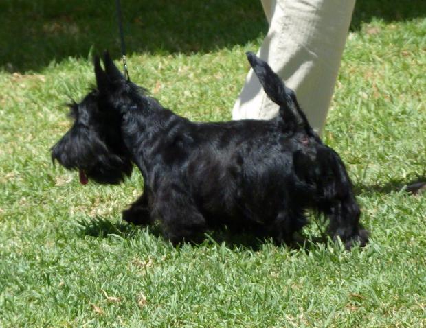 Terrier Escocês