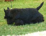 Cães